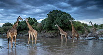Five Maasai giraffes (Giraffa camelopardalis tippelskirchi) crossing the Talek River at dusk, Masai Mara, Kenya, Africa.
