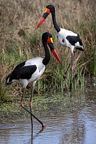 Saddle-billed stork (Ephippiorhynchus senegalensis) pair, standing in shallow water in roadside ditch, Masai Mara, Kenya, Africa.