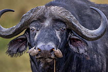 Cape buffalo (Syncerus caffer) with two Yellow-billed oxpeckers (Buphagus africanus) perched on snout, feeding on isects, Maasai Mara, Kenya, Africa.