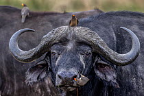 Cape buffalo (Syncerus caffer) with two Yellow-billed oxpeckers (Buphagus africanus) preched on head feeding on insects, Masai Mara, Kenya, Africa.