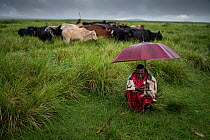 Local herder sitting under umbrella in the rain looking at mobile phone with his herd behind, Ngorongoro, Tanzania, Africa. February, 2021.