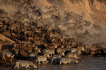 Blue wildebeest (Connochaetes taurinus) and Zebra (Equus quagga) herds crossing the Mara River below Look Out Hill, Masai Mara, Kenya, Africa. September.