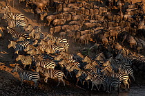 Blue wildebeest (Connochaetes taurinus) and Zebra (Equus quagga) herds gathering on riverbank before crossing the Mara River below Look Out Hill, Masai Mara, Kenya, Africa. September.