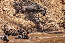 Blue wildebeest (Connochaetes taurinus) leaping from riverbank into the Mara River, with two Zebra (Equus quagga) in river below, Masai Mara, Kenya, Africa. September.