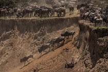 Blue wildebeests (Connochaetes taurinus) moving down steep riverbank with rest of herd gathering above, preparing to cross the Mara River, below Look Out Hill, Masai Mara, Kenya, Africa.  September.