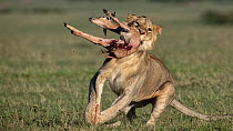 Lion (Panthera leo) male sub-adult, running, carrying a Topi (Damaliscus lunatus) calf carcass in mouth, killed by cheetahs and stolen by the Lion, Masai Mara, Kenya