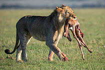 Lion (Panthera leo) male sub-adult, carrying a Topi (Damaliscus lunatus) calf carcass in mouth, killed by cheetahs and stolen by the Lion, Masai Mara, Kenya.
