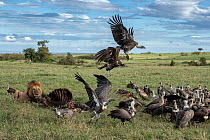 Lion (Panthera leo) male, feeding on carcass of Cape buffalo (Syncerus caffer) surrounded by a group of scavenging White-backed vultures (Gyps africanus), Hooded vultures (Necrosyrtes monachus) and Ru...