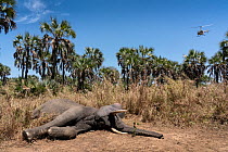 Elephant (Loxodonra africana) male, juvenile, lying down in the bush after being tranquilised. The Elephant was darted from the helicopter as part of an ongoing study on the elephants of Gorongosa, wh...