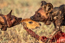 Two African wild dogs (Lycaon pictus) wearing radio collars, tearing apart the head and body of a Bushbuck (Tragelaphus scriptus), Gorongosa National Park, Mozambique.