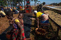 Coffee workers drying coffee beans on drying sheets during the first harvest for the Gorongosa Coffee Project. The coffee project brings much needed work and revenue to the people who live on the moun...