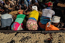 Coffee workers sorting, cleaning and drying coffee beans at the Gorongosa Coffee Project. The coffee project brings much needed work and revenue to local people, Gorongosa National Park, Mozambique. M...