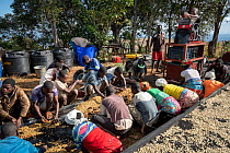 Coffee workers sorting, cleaning and drying coffee beans at the Gorongosa Coffee Project. The coffee project brings much needed work and revenue to local people, Gorongosa National Park, Mozambique. M...
