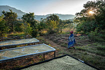 Female coffee plantation worker walking to work at the Gorongosa Coffee Project, past large stretched sheets that are used to dry coffee beans after processing in the open air, Gorongosa National Park...