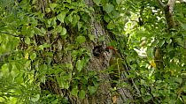 Green woodpecker (Picus viridis) adult landing on the front of the tree near its nest hole, regurgitating food and feeding chicks (two days from fledging) that are begging for food at the nest hole, s...