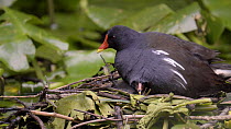 Moorhen (Gallinula chloropus) chick moves beneath adult on nest for warmth, adult preening chick, south Wales, July.