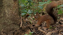 Red squirrel (Sciurus vulgaris) caching nuts at the base of a tree before it covers them over with the leaf litter, Anglesey, Wales, October.