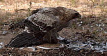 Booted eagle (Hieraaetus pennatus) mantling and plucking feathers from its kill before feeding, Seville, Spain, March.