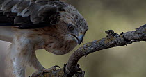 Booted eagle (Hieraaetus pennatus) cleaning its beak on a branch, Seville, Spain, March.