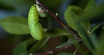 Two-tailed pasha (Charaxes jasius) caterpillar metamorphosis - changing  from caterpillar to chrysalis, Seville, Spain, November. Speed Ramped (Not Timelapse). Studio.