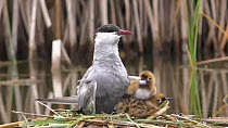 Whiskered tern (chilidonias hybrida) adult flies into frame with dead frog (Anura sp.), prey is passed to other adult which is then fed to one of the begging chicks on the nest, one of the adult leave...