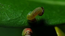 Two-tailed pasha larva (Charaxes jasius) hatching, larva eats its way out of the egg shell, Seville, Spain, September. Speed Ramped (Not Timelapse). Studio.