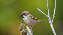 Eurasian tree sparrow (Passer montanus) perched, holding nesting materials in its beak and looking around before flying off and leaving frame, outskirts of Keibul Lamjao National Park, Manipur, India,...