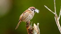 Eurasian tree sparrow (Passer montanus) perched, holding nesting materials in beak before flying off and leaving frame, outskirts of Keibul Lamjao National Park, Manipur, India, April.