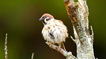 Eurasian tree sparrow (Passer montanus) preening and calling on perch before flying off and leaving frame, outskirts of Keibul Lamjao National Park, Manipur, India, April.
