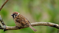 Eurasian tree sparrow (Passer montanus) entering frame and landing on perch, it looks around before flying off and leaving frame, outskirts of Keibul Lamjao National Park, Manipur, India, April.
