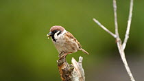 Eurasian tree sparrow (Passer montanus) looking around and holding a caterpillar in its beak before flying off and leaving frame, outskirts of Keibul Lamjao National Park, Manipur, India, April.