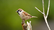 Eurasian tree sparrow (Passer montanus) entering frame and landing on perch, it calls whilst holding a caterpillar in its beak, outskirts of Keibul Lamjao National Park, Manipur, India, April.