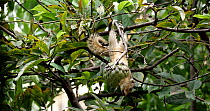 Indian palm squirrel / Three striped palm squirrel (Funambulus palmarum) moves along a branch to feed on Custard apple fruit (Annona sp.), another Indian Palm squirrel enters frame and chases other sq...