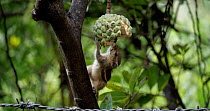 Indian palm squirrel / Three striped palm squirrel (Funambulus palmarum) reaching in and feeding on Custard apple fruit (Annona sp.) while clinging onto the side of the fruit, Indian Palm squirrel eve...