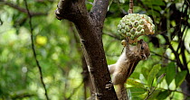 Indian palm squirrel / Three striped palm squirrel (Funambulus palmarum) reaching in and feeding on Custard apple fruit (Annona sp.) while clinging onto the side of the fruit, Whitefield, Bangalore, I...