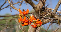 Purple sunbird (Cinnyris asiaticus) female entering frame and feeding on Indian coral tree (Erythrina indica) flowers before flying off and leaving frame, countryside near Bandipur Tiger Reserve, Karn...