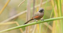 Black-faced waxbill (Estrilda erythronotos) perched on reed stem and looking around before it flies off and leaves frame, Okavango Delta, Botswana.