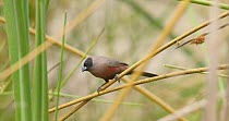 Black-faced waxbill (Estrilda erythronotos) perched on reed stem and looking around before it flies off and leaves frame, Okavango Delta, Botswana.