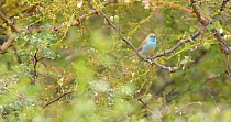 Blue waxbill (Uraeginthus angolensis) perched on acacia tree (Acacia) and vocalising, red-billed firefinch (Lagonosticta senegala) enters frame and joins the blue waxbill (Uraeginthus angolensis) on t...
