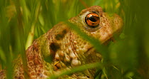 Common toad (Bufo bufo) in a meadow closing and opening eye showing nictitating membrane and eyelid, Bunloit Estate, Scotland, summer.