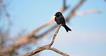 Fork-tailed drongo (Dicrurus adsimilis) perched and looking around before it flies off and leaves frame, Okavango Delta, Botswana.