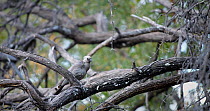 Grey go-away-bird (Corythaixoides concolor) or grey lourie perched on acacia tree (Acacia) and preening, Okavango Delta, Botswana.