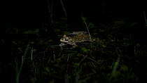 Natterjack Toad (Epidalea calamita) in a pond on a summer night, Sefton Coast, Lancashire.