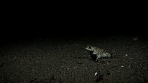 Natterjack toad (Epidalea calamita) walking across sand on a beach at night eventually leaving focus, Sefton Coast, Lancashire, autumn.