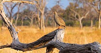 Red-billed spurfowl (Pternistis adspersus) preening before jumping off the fallen tree and out of frame, Okavango Delta, Botswana.