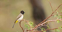 African red-eyed bulbul (Pycnonotus nigricans) perched on acacia bush (Acacia) and vocalising before flying from perch and leaving frame after Burchell's starling (Lamprotornis australis) flies into f...