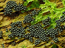 Slime mould (Cribraria argillacea) group of developing sporangia on rotten log, Buckinghamshire, England, UK. June. Focus stacked.