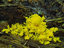 Dog vomit / Scrambled egg slime mould (Fuligo septica) on rotten log, Hertfordshire, England, UK. August. Focus stacked.