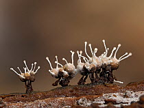 Fungus (Stilbella byssiseda) growing on Slime mould (Cribraria sp), Buckinghamshire, England, UK. October. Focus stacked.