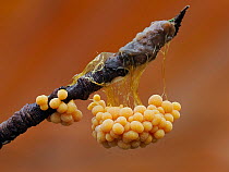 Slime mould (Badhamia utricularis) early stage sporangia on a twig, Buckinghamshire, England, UK. December. Focus stacked.